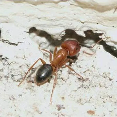 thumbnail for publication: Florida Carpenter Ant, Bull Ant, Tortugas Carpenter Ant, Camponotus floridanus (Buckley) and Camponotus tortuganus (Emery) (Insecta: Hymenoptera: Formicidae: Subfamily ormicinae: Tribe Camponotini)